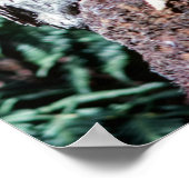 Tawny Frogmouth, Tasmania – オーストラリア ポスター (角)