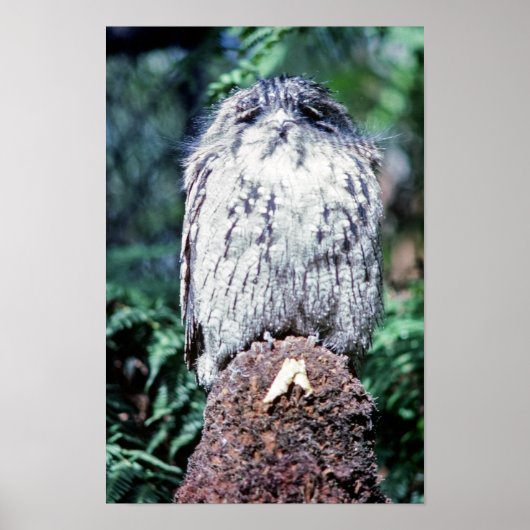 Tawny Frogmouth, Tasmania – オーストラリア ポスター (正面)