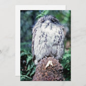 Tawny Frogmouth, Tasmania – オーストラリア 招待状 (正面/裏面)
