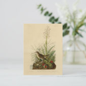 Tawny Thrush (Veery) - Audubon's Birds of America ポストカード (スタンド正面)