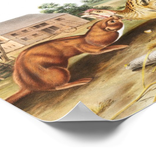 Tawny Weasel (Putorius fuscus) Illustration ポスター (角)