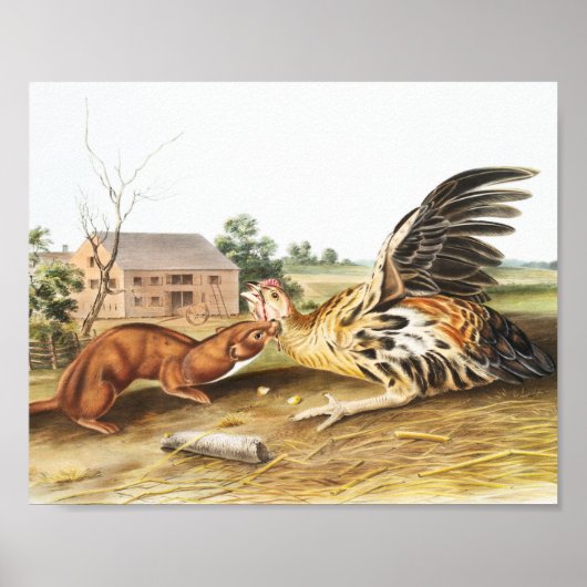 Tawny Weasel (Putorius fuscus) Illustration ポスター (正面)