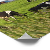 Taylor Countyの近くの乳牛と農場 ポスター (角)