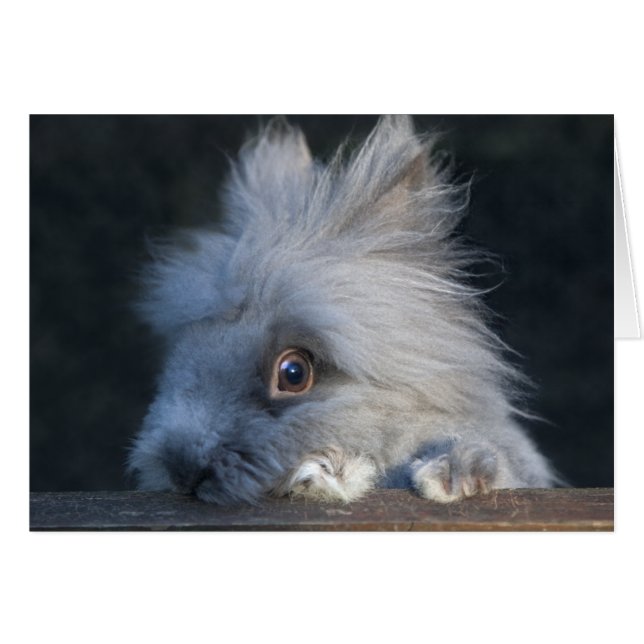 Tazカード (正面横)