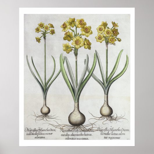 Tazetta Narcissi、「Hortus Eystettensis」より ポスター (正面)