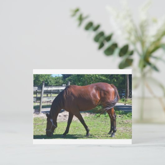 Tbred放牧 ポストカード (スタンド正面)