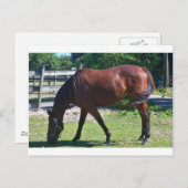 Tbred放牧 ポストカード (正面/裏面)