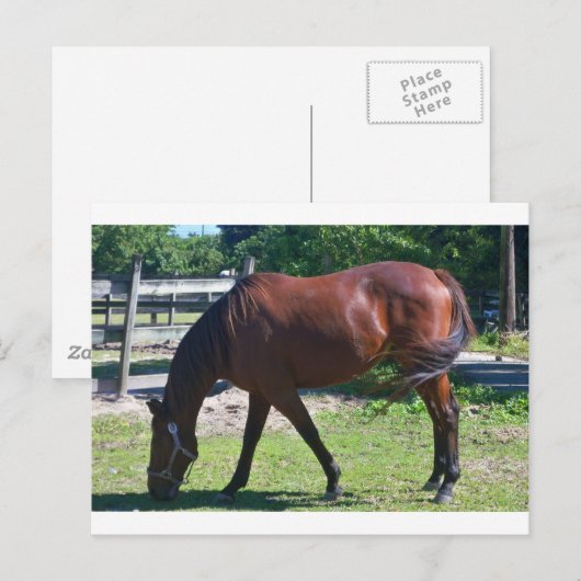 Tbred放牧 ポストカード (正面/裏面)