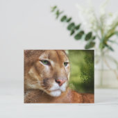 TCWC – プーママウンテンライオンアート ポストカード (スタンド正面)