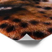 TCWC - Peace on Earth Cheetah ポスター (角)