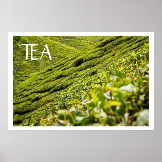 Tea Plantation ポスター (正面)