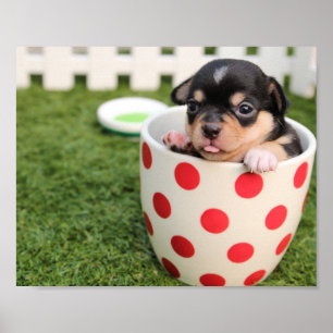 Teacup Chihuahua子犬ポスター ポスター