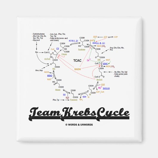 Team Krebs Cycle （クエン酸回路 – TCAC） マグネット (正面)