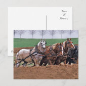 Team of Horses(2) – ポストカード (正面/裏面)