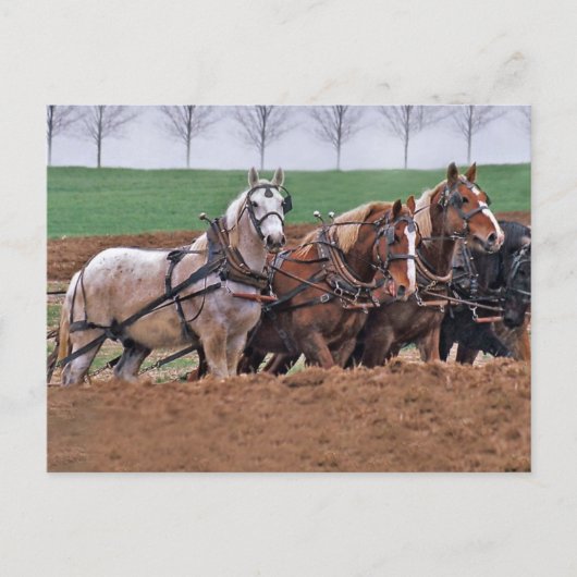 Team of Horses(2) – ポストカード (正面)