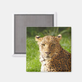 TecBoyマグネット – Leopard マグネット (正面/裏面)