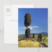 (techpressus sempervirens) – ヨーロッパ,イタリア, ポストカード (正面/裏面)