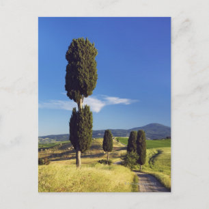 (techpressus sempervirens) – ヨーロッパ,イタリア, ポストカード
