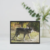 「Teething」ポストカード ポストカード (スタンド正面)