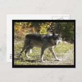 「Teething」ポストカード ポストカード (正面/裏面)