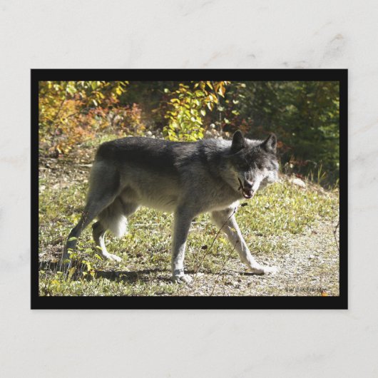 「Teething」ポストカード ポストカード (正面)