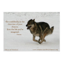 Tehya at Freedom Wolflectionポスター