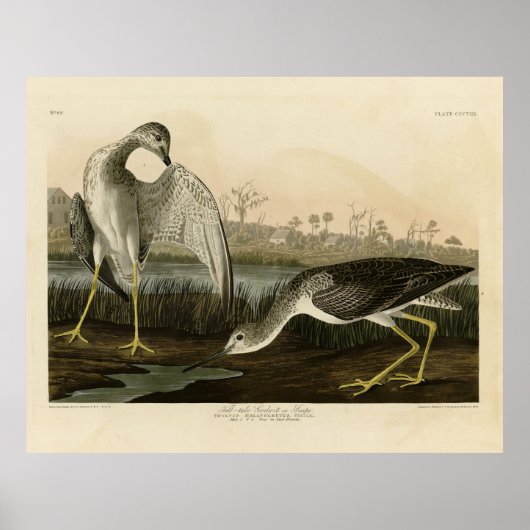 Tell-tale Godwit, Snipe - Audubon Birds of America ポスター (正面)