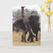 Tembo (象)の負傷 カード (黄色い花)