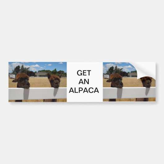 Templeton、カリフォルニアのアルパカ バンパーステッカー (正面)