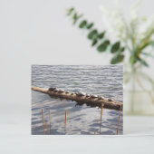 Ten Turtles Sunning on Log Postcard ポストカード (スタンド正面)