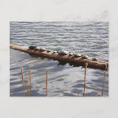 Ten Turtles Sunning on Log Postcard ポストカード (正面)