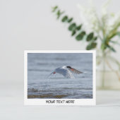 Tern自然写真はがき ポストカード (スタンド正面)