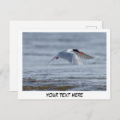 Tern自然写真はがき ポストカード (正面/裏面)