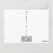 Tern Bow王室の toロイヤリティフォトおもしろいー ポストカード (裏面)