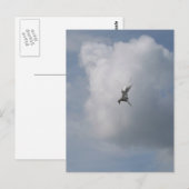 Tern in the Skyはがき ポストカード (正面/裏面)