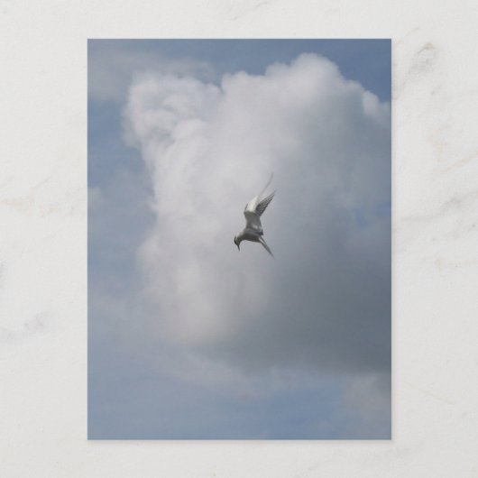 Tern in the Skyはがき ポストカード (正面)