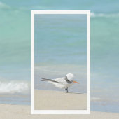 Tern on王室のビーチ海鳥の写真
