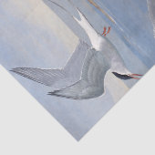 Tern Seagull Bird onビーチ海ヴィンテージ分離 薄葉紙 (詳細)