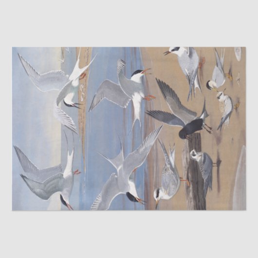 Tern Seagull Bird onビーチ海ヴィンテージ分離 薄葉紙 (正面)