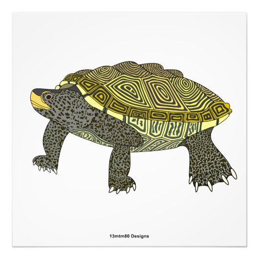 Terrapin (white) - Photo Print フォトプリント (正面)