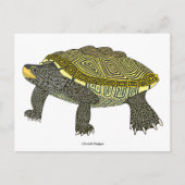 Terrapin (white) - Postcard ポストカード (正面)