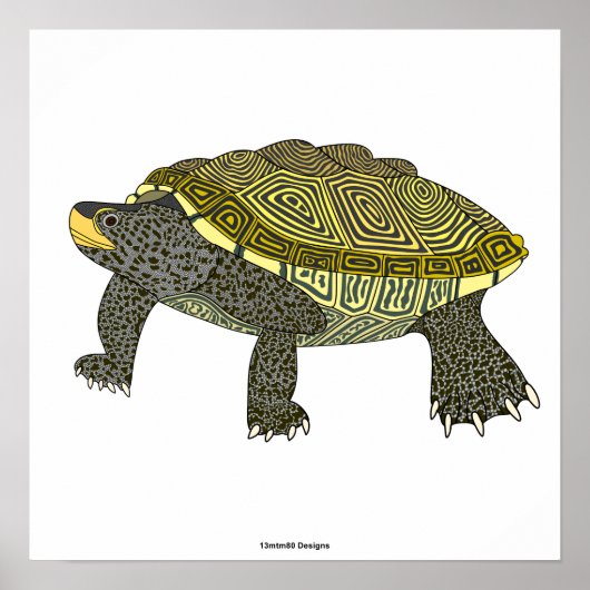 Terrapin (white) - Poster Print ポスター (正面)
