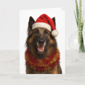Tervuren in a Santa hat Christmas card カード (正面)