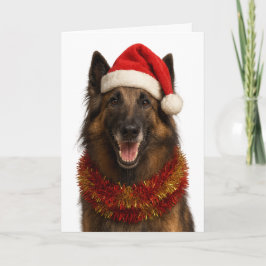 Tervuren in a Santa hat Christmas card カード