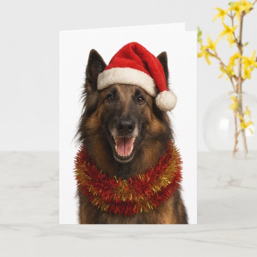 Tervuren in a Santa hat Christmas card カード (黄色い花)