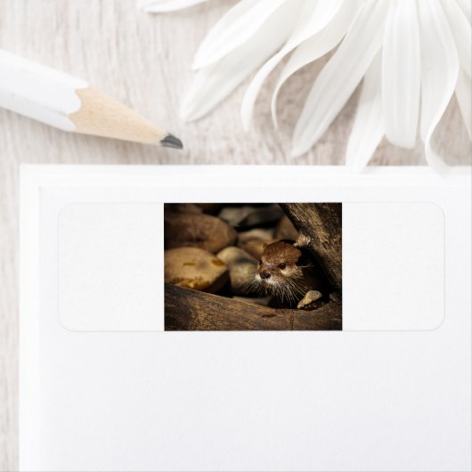 test ラベル (インサイチュ)