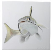 Teteの海ナマズ(Hexanematichthysのseemanni) 2 タイル (正面)