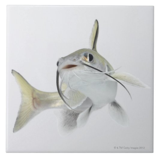 Teteの海ナマズ(Hexanematichthysのseemanni) 2 タイル (正面)