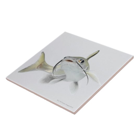 Teteの海ナマズ(Hexanematichthysのseemanni) 2 タイル (側面)