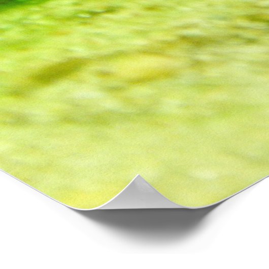 Tetraodon miurus ポスター (角)